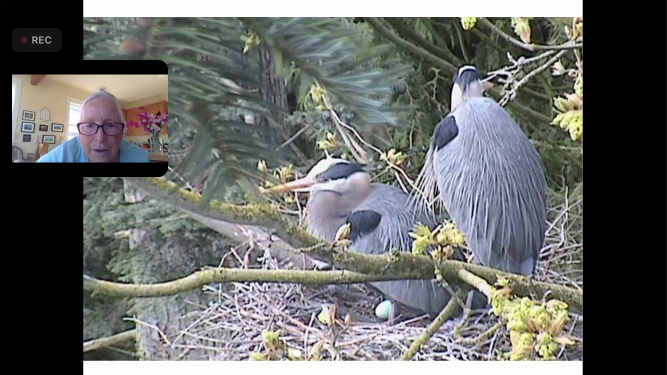 Herons